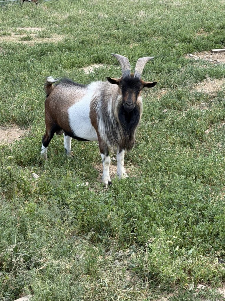 Trade Or Sell Nigerian Dwarf Buck