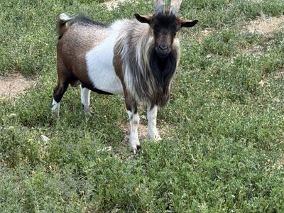 Trade Or Sell Nigerian Dwarf Buck