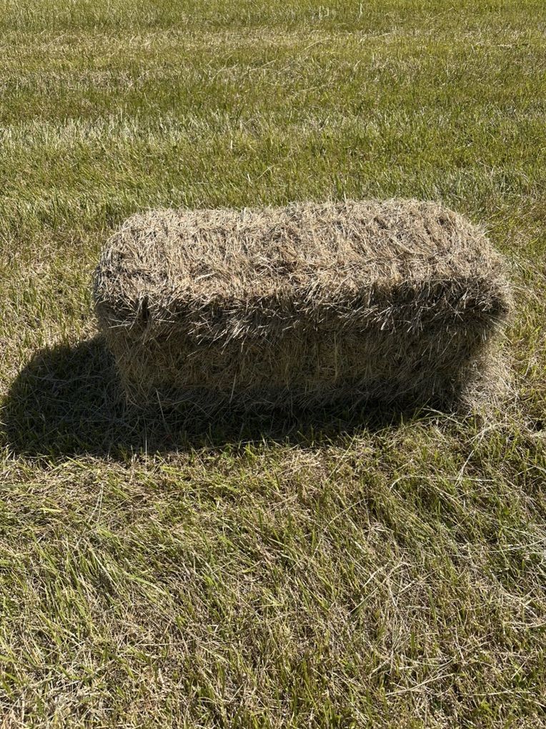 Grass Hay Small Bales