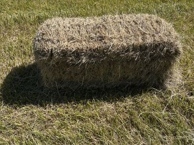 Grass Hay Small Bales