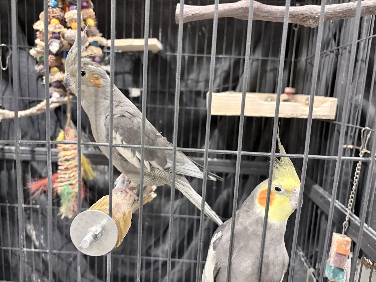 Bonded cockatiels!! Frodo + Tootsie