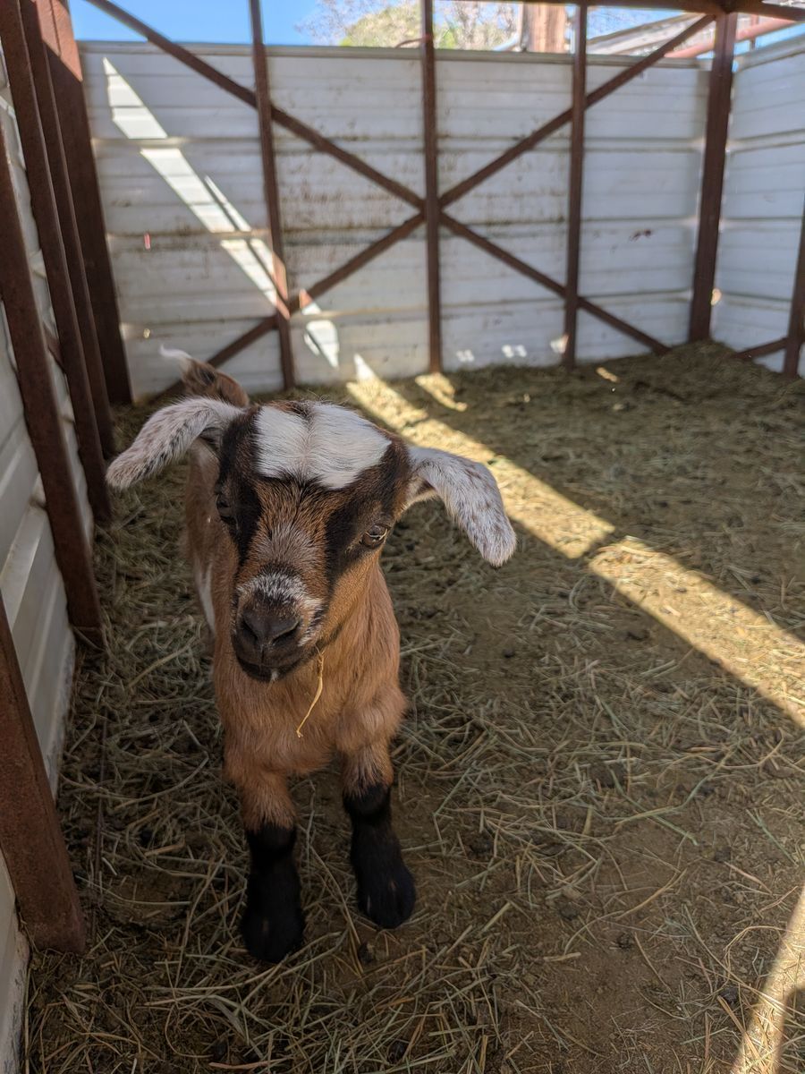 Fainting (Myotonic) Goats