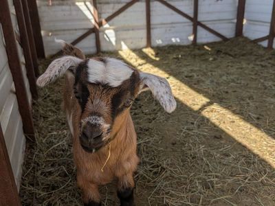 Fainting (Myotonic) Goats
