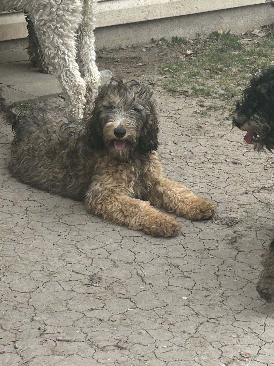 Doodle Pup-pending adoption