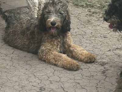 Doodle Pup-pending adoption
