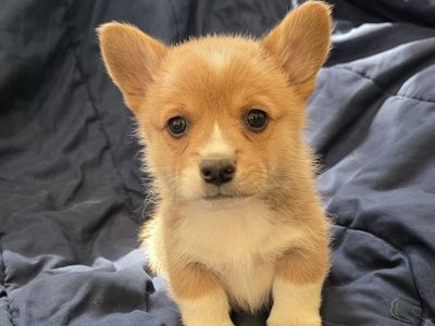 AKC Pembroke Welsh Corgis- Lifetime Health Guaranteed