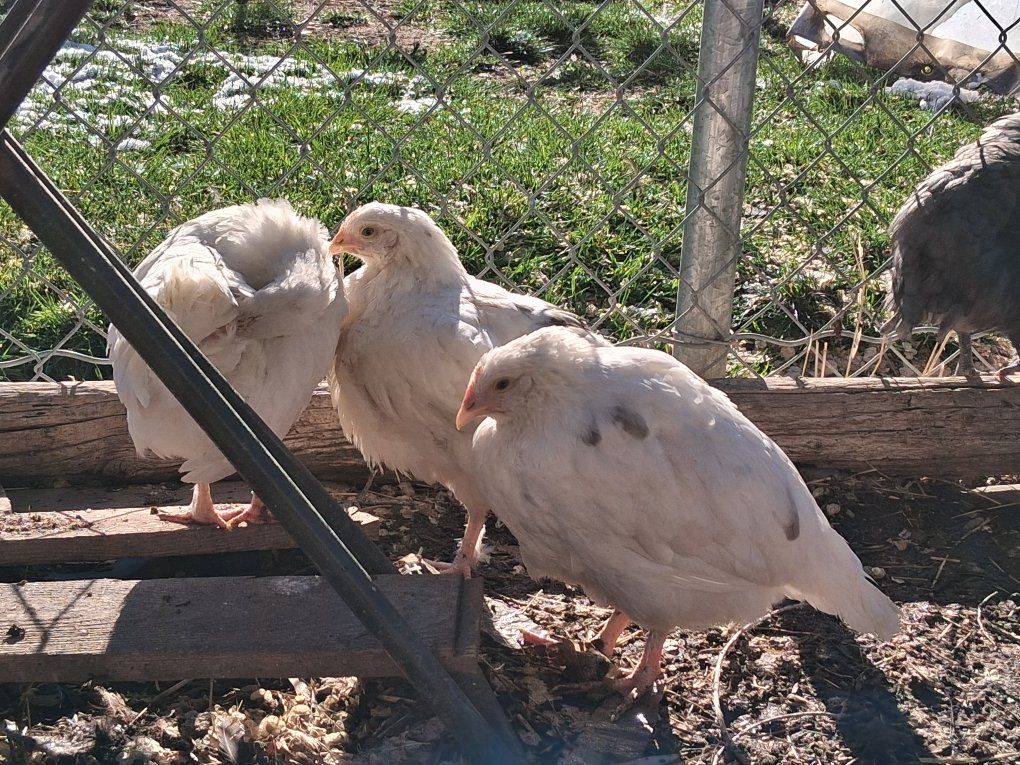 Backyard Bred Pullets