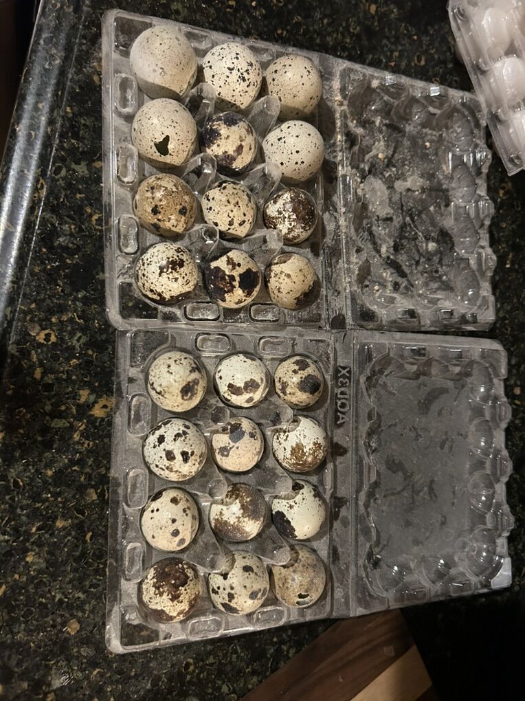 Mxed Conturnix Quail eggs