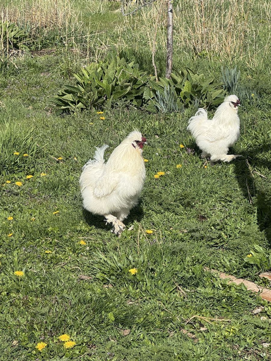 FREE Silkie Roosters