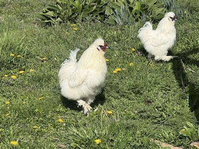 FREE Silkie Roosters