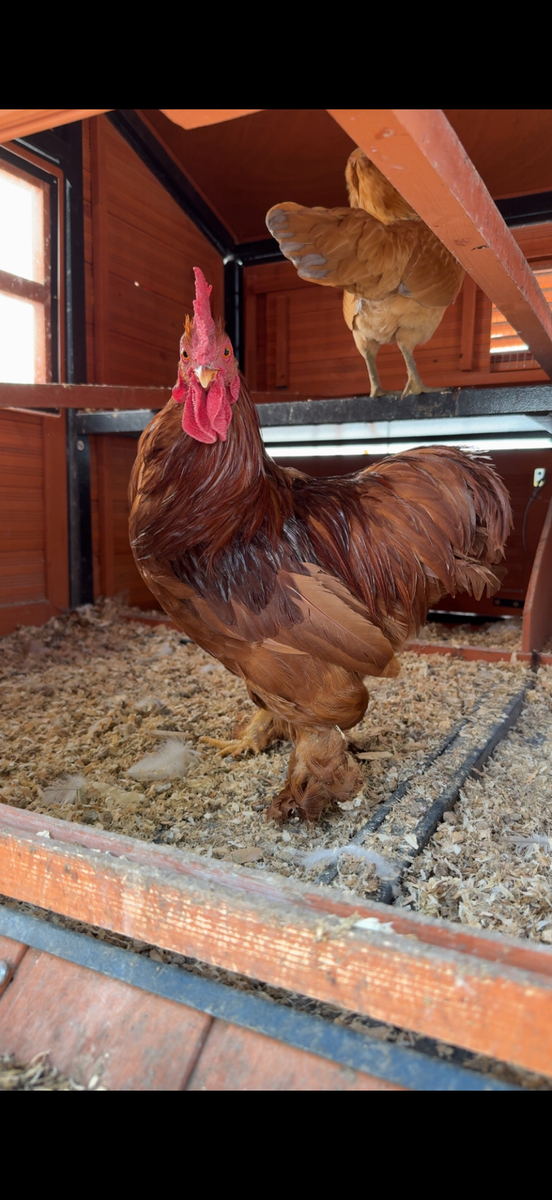 Free Rooster