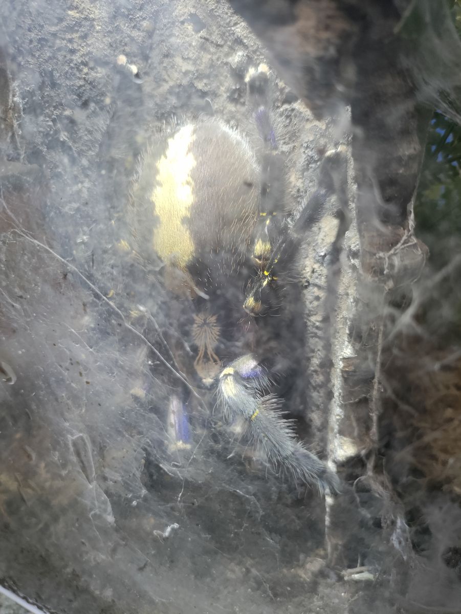 Tarantula P. Metallica