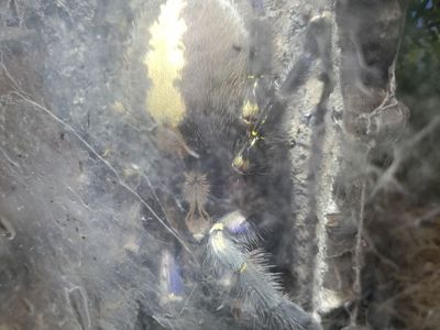 Tarantula P. Metallica