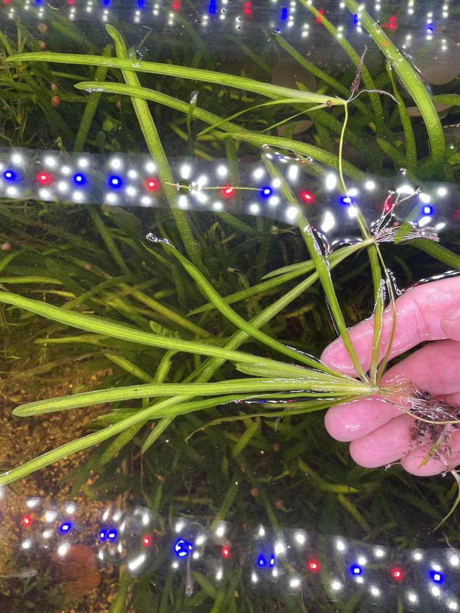 Easy aquarium plant - valisneria 