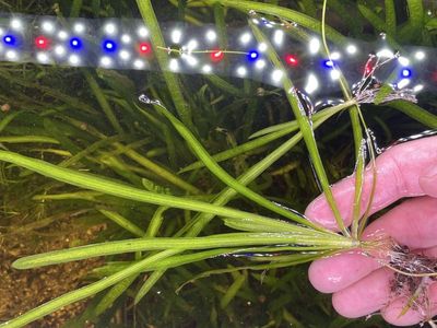 Easy aquarium plant - valisneria