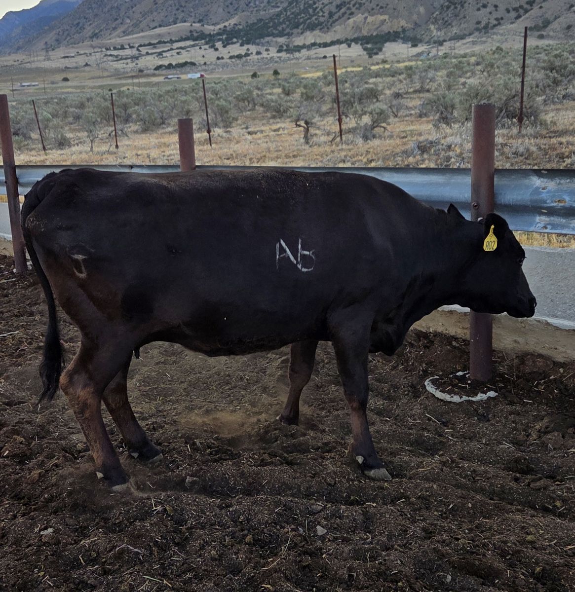 Purebred Wagyu Cows