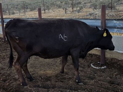 Purebred Wagyu Cows