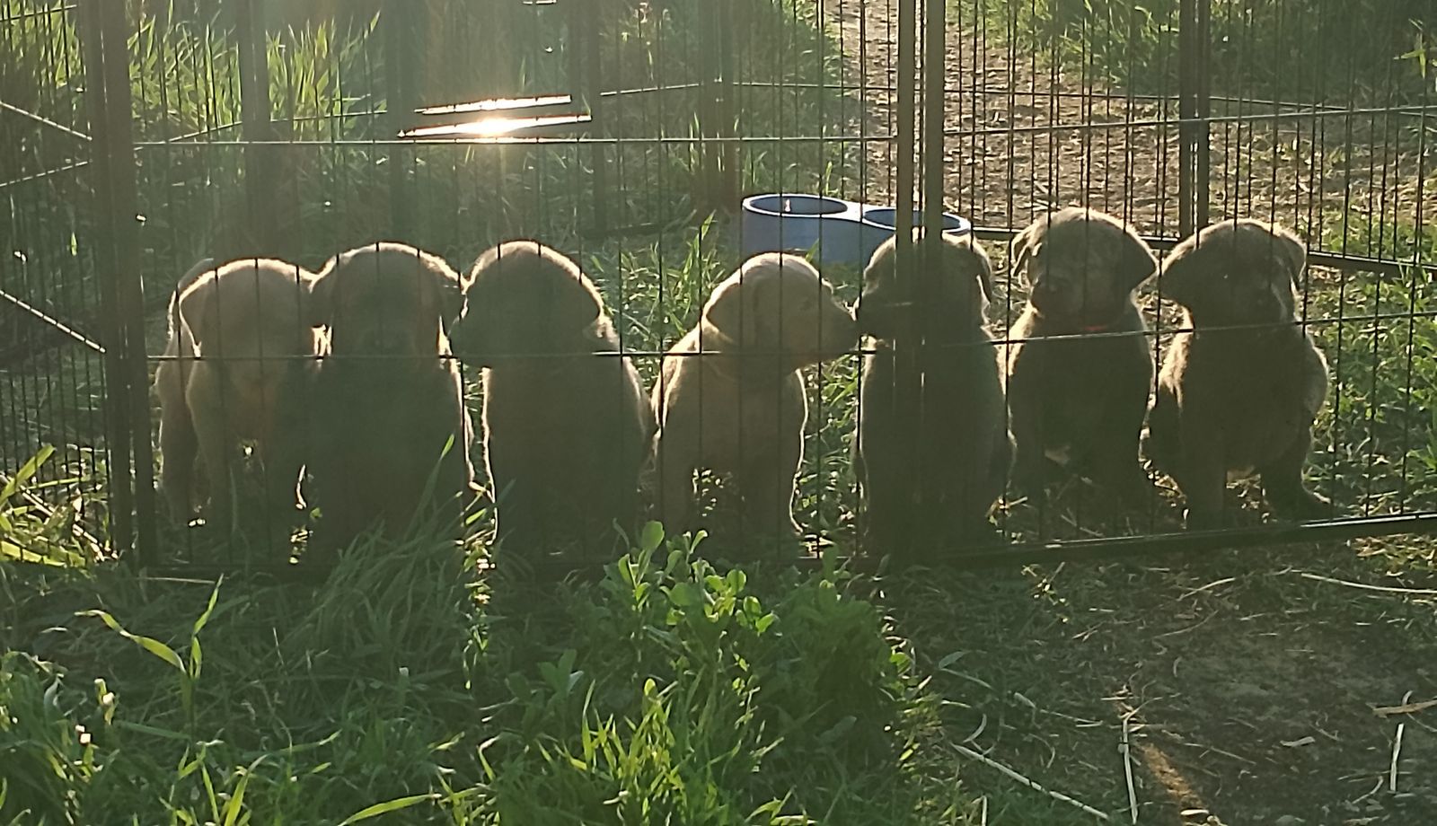 Purebred Silver and Charcoal Labrador Retriever Puppies