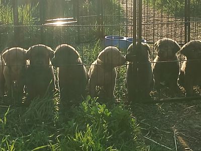Purebred Silver and Charcoal Labrador Retriever Puppies