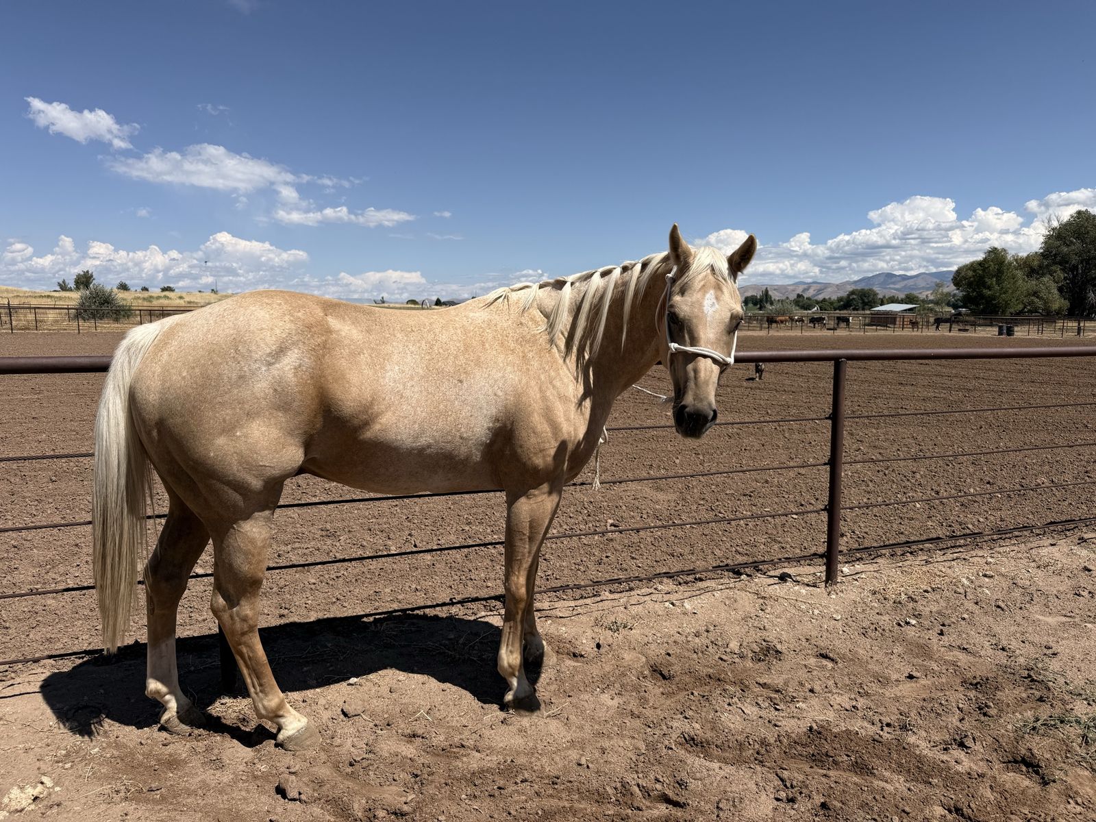 Dorado Buenos, 9-year-old Palomino Roan Gelding