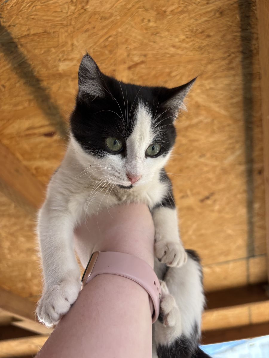 Female Cat (Less Then 1 Year Old)