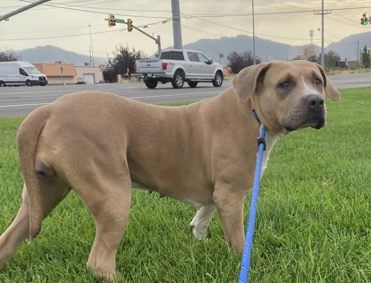 A164078 Lucy Goosey, Available for Adoption