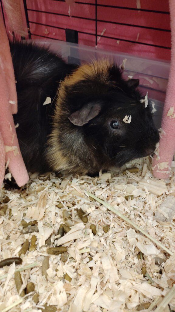 Boy guinea pigs and stuff