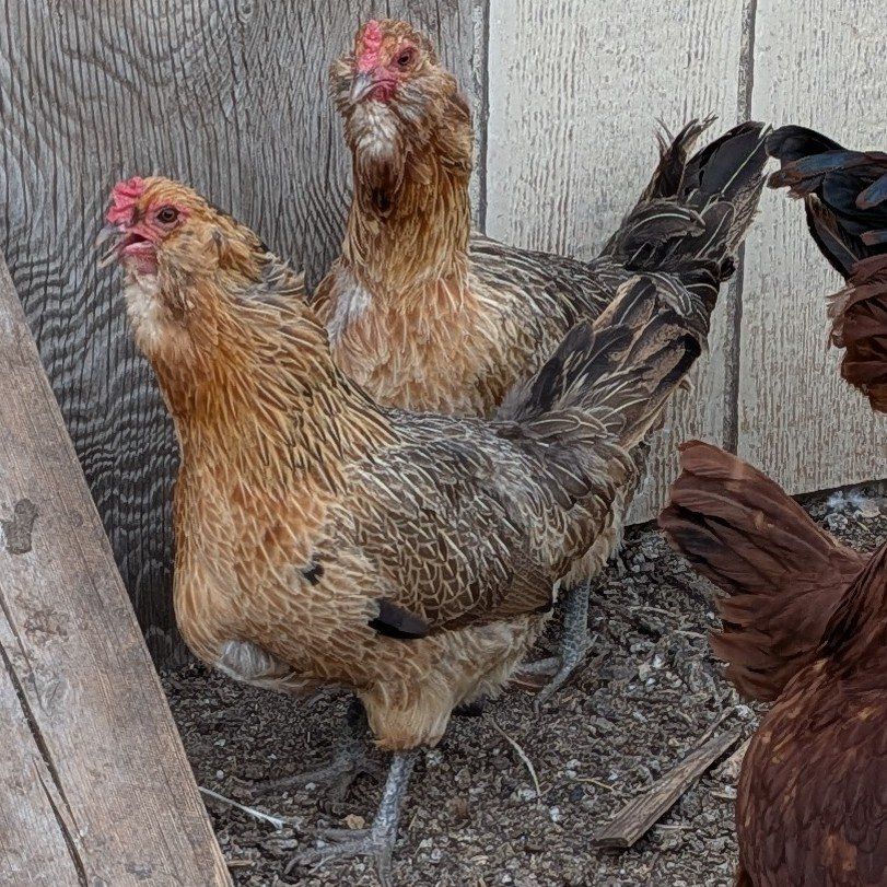 Americana hens, 3 and 4 years old