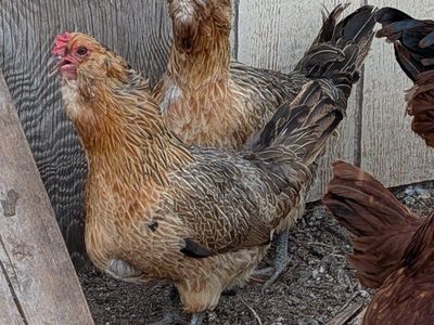 Americana hens, 3 and 4 years old