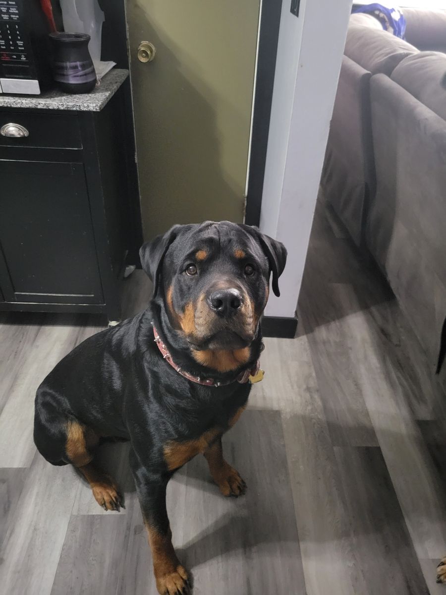 Rottweiler stud