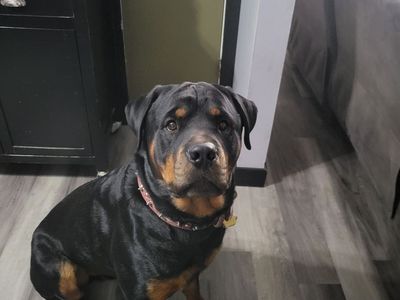 Rottweiler stud
