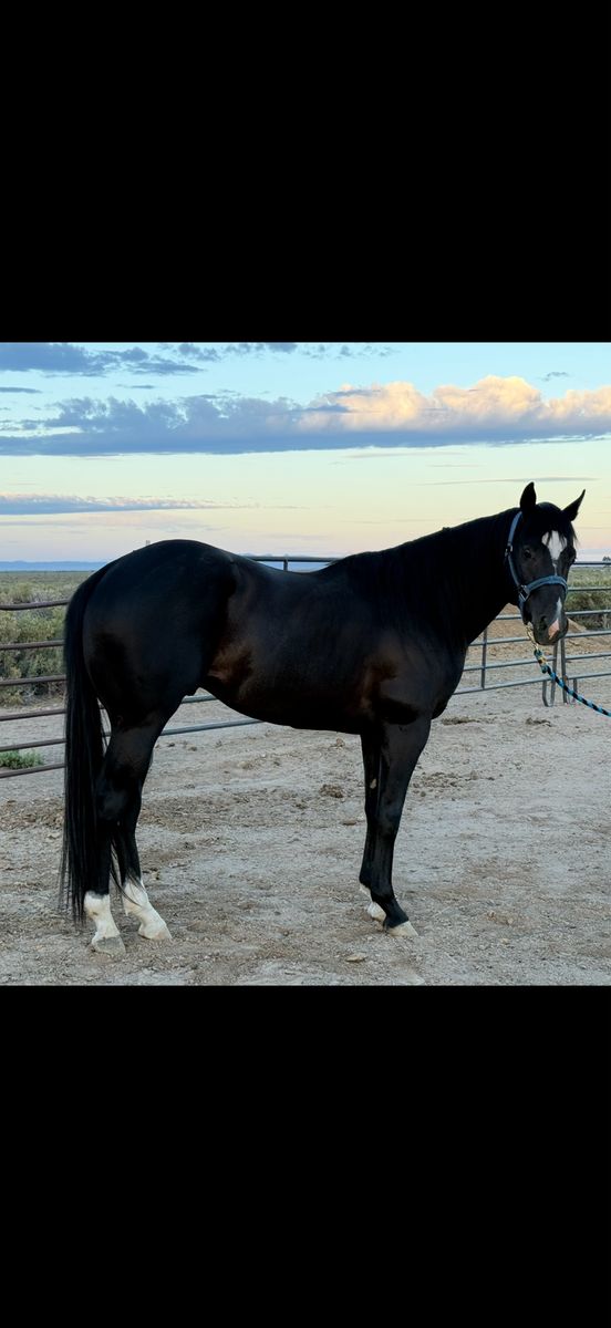 3-Year-Old Black Stallion Prospect - Slick By Design / The Goodbye Lane Bloodlines