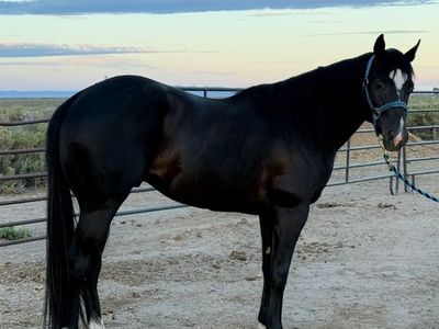 3-Year-Old Black Stallion Prospect - Slick By Design / The Goodbye Lane Bloodlines
