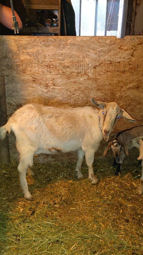 50% Boer doe