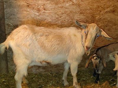 50% Boer doe