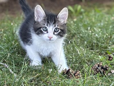 Mama cat and kitten for sale