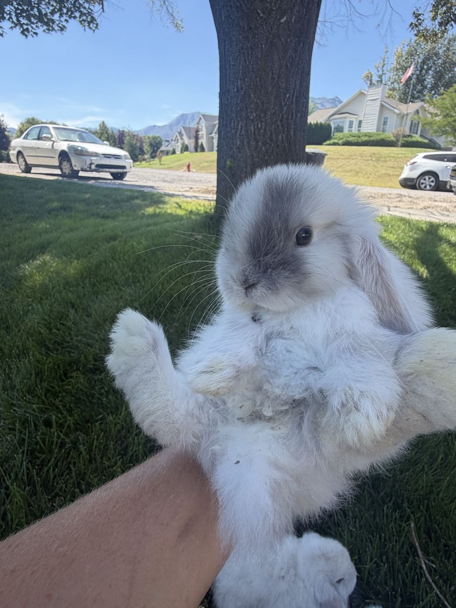 Baby Blue eyed Purebred Holland Lop bunnies!