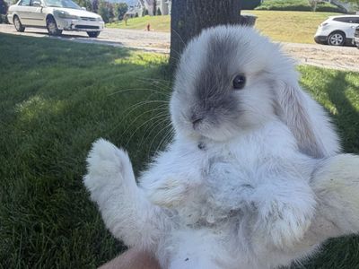 Baby Blue eyed Purebred Holland Lop bunnies!