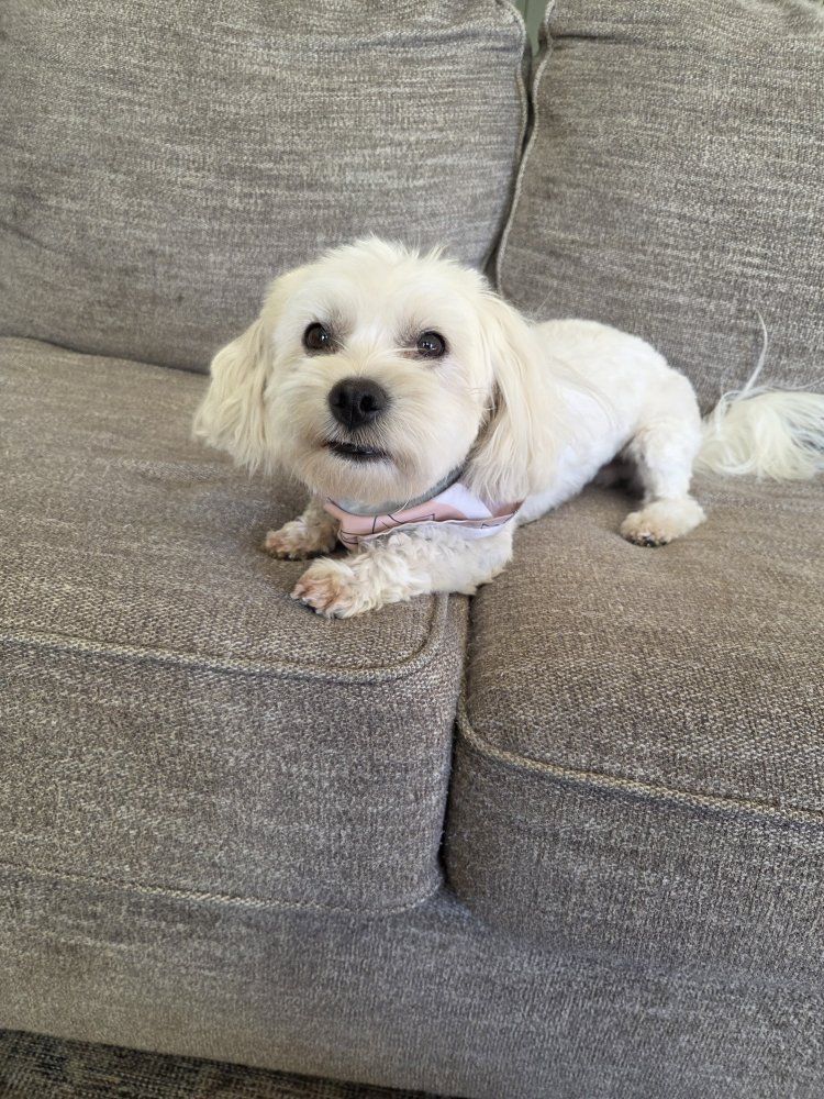 3 Year Old Coton De Tulear