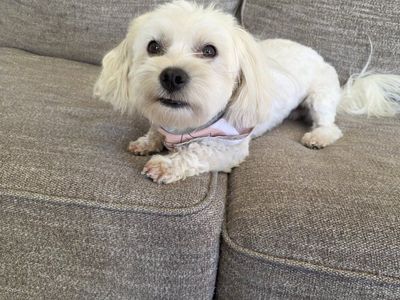 3 Year Old Coton De Tulear