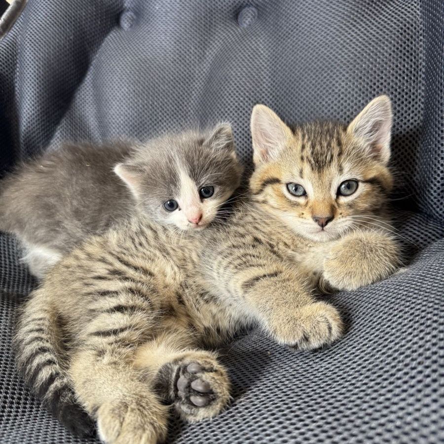 4 Female Kittens