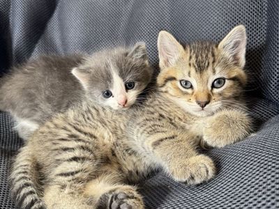 4 Female Kittens