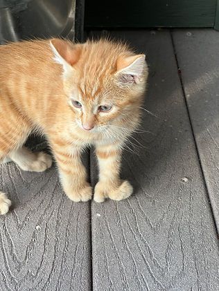 Curl Savannah F4 Kittens!