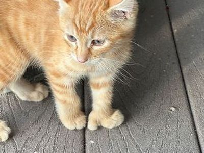 Curl Savannah F4 Kittens!