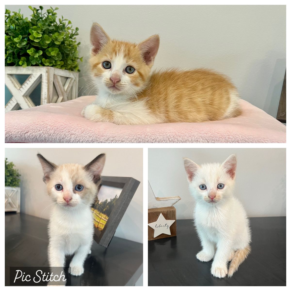 Friendly, Adorable Kittens