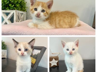 Friendly, Adorable Kittens