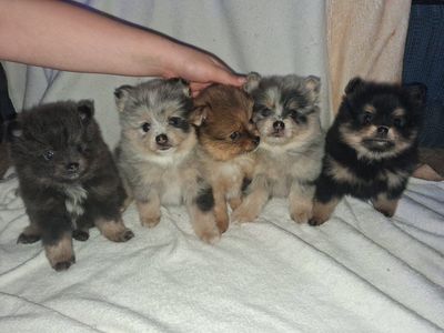 Purebred Pomeranians