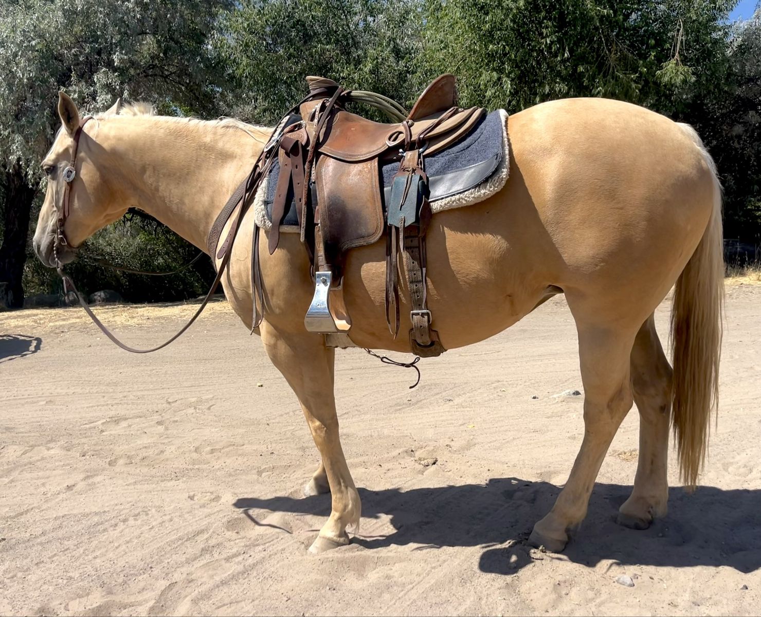 Aqha Palomino Mare