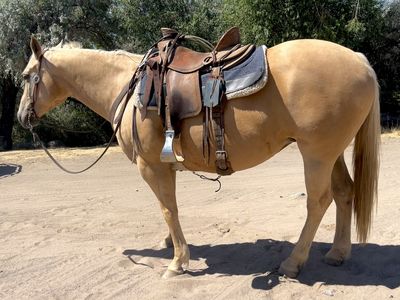 Aqha Palomino Mare