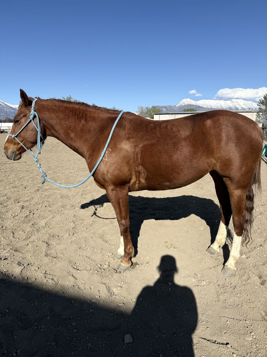 2018 Sorrel Breakaway horse for sale